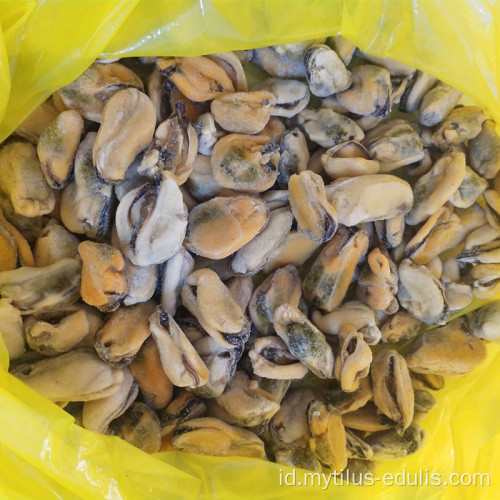 peternakan mengangkat daging kerang utuh segar tanpa pasir tanpa tanah liat